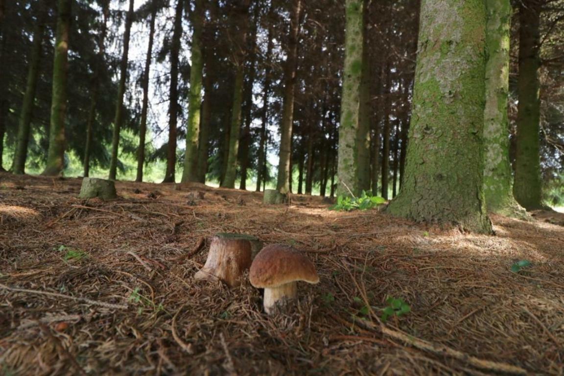 Dom Wakacyjny Z Ogromnym Ogrodem Witaszyn Dış mekan fotoğraf